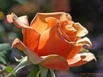 Orange Garden Rose