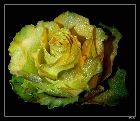 Yellow Rose - art photo, rose, beautiful, yellow, still life