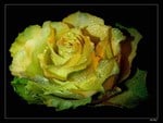 Yellow Rose