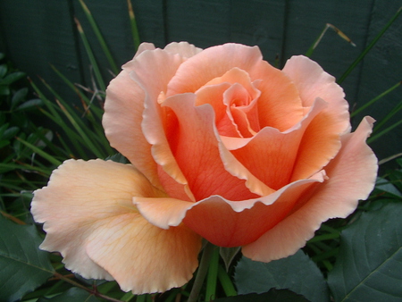 Apricot Rose