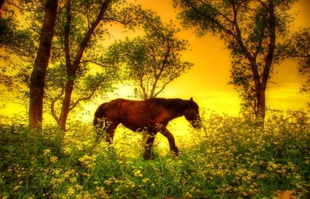 Horse - flowers, trees, nature, horse, sky