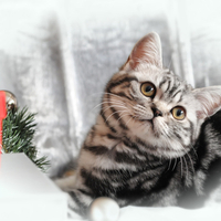 Little Christmas Kitty
