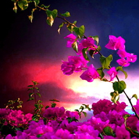 Wild roses at sunset