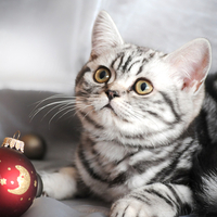 Little Christmas kitty 2