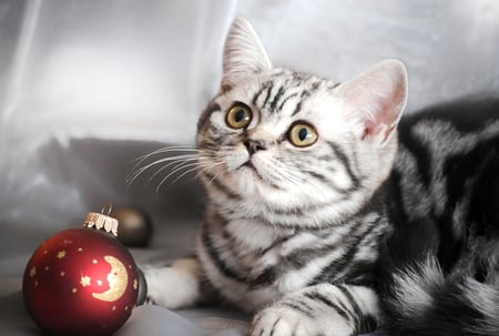 Little Christmas kitty 2 - art photo, nice, little, christmas decoration, kitty