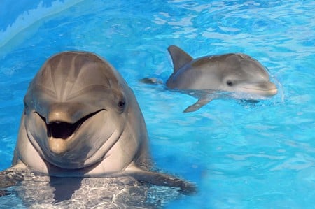 A Happy Mom & Baby - dolphins, two, baby, mom