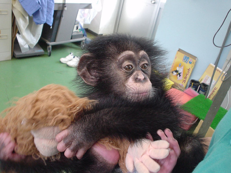 Someone To Love - cuddle, stuffed animal, cute, chimpanzee, baby