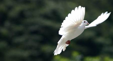 Symbol Of Peace - white, dove, peace, bird, harmony