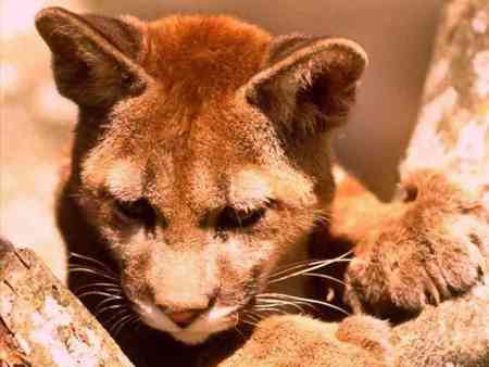 wheres mom I Am lonesome - puma, cub, adorable, cute