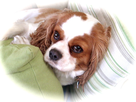  Cavalier King Charles Spaniel - cavalier, dog, spaniel, king, charles, cute