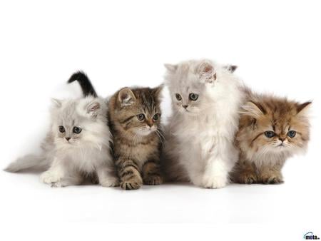 Sweet kittens - sweet, cat, animal, kitten