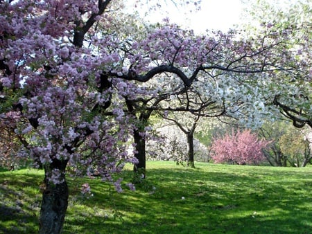 New York Botanical Garden - new york, garden, flower, tree, grass