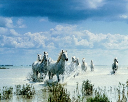 Gentle Horses - grass, water, horses, beach