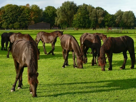 horses free - horses, sky, grass, trees