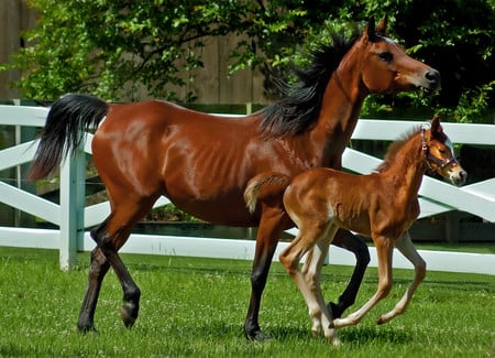 running horses - nature, horses, grass, baby, animals