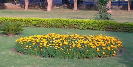 Bed of flowers - flowers, bed of, nature