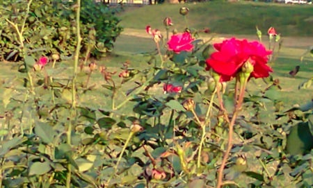 Red roses - nature, flowers, red roses