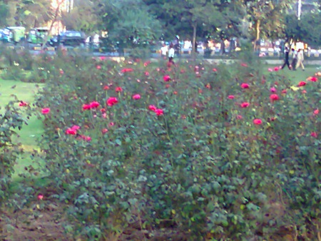 Rose garden - flowers, garden, nature, rose