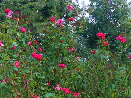 Rose garden - nature, flowers, garden, rose