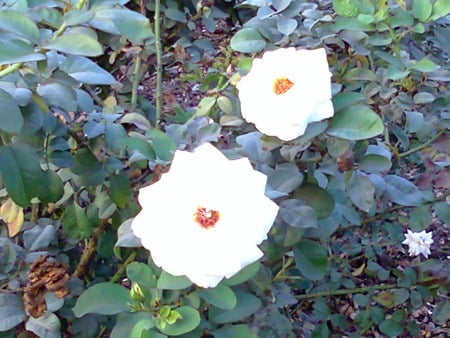 White roses - white, nature, flowers, roses