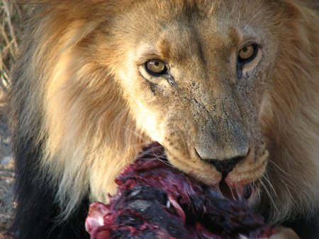 For Patrice - male, game farm, windhoek, lion, meat, okapuka, feeding, wild, ranch, namibia, food