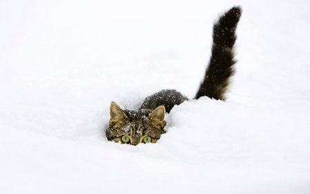 Ready - feline, ears, eyes, snow, tail, cat