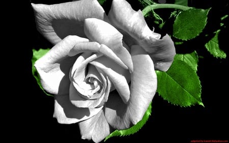 rose - flowers, rose, white, green