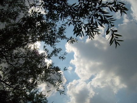 Sky - clouds, photo, leaves, tree, dark, photogrpahy, nature, green, sky, bulgaria