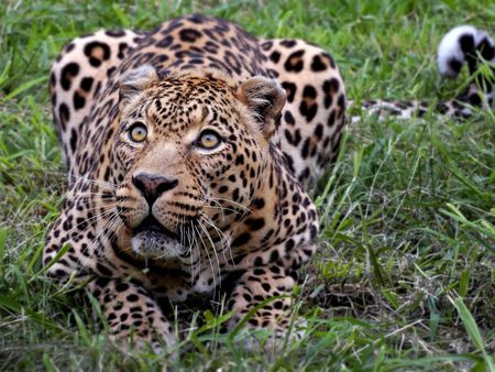 Leopard - spots, grass, big eyes, big cat