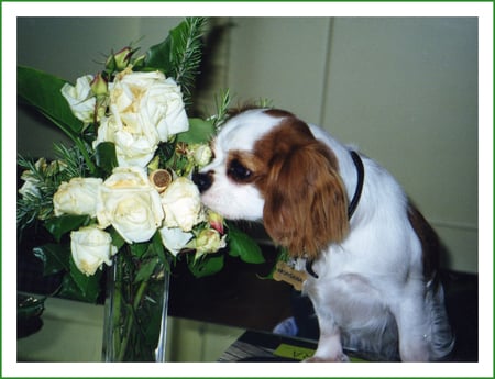 Surprise! - beloved, table, bouquet, flowers, morgana, pet, white, dogs, green, cute, glass, animals