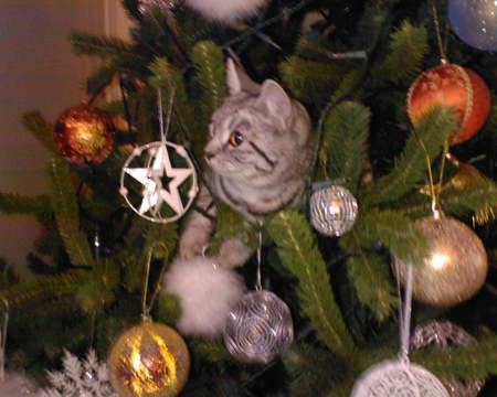 Christmas kitten - christmas, kitten, pudz, cat