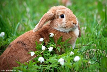 Bunny in Grass - in grass, picture, bunny, beautiful