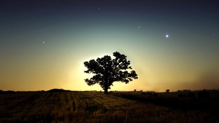 Sunset tree - sky, cool, picture, tree, sunset, nature