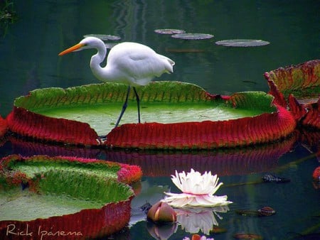 Bird On Big Leaf - bird, big leaf, picture, beautiful