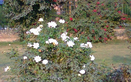 Rose garden - nature, flowers, garden, rose