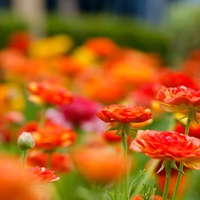 Ranunculus Blooms