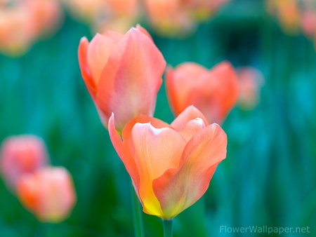 Orangesicle - dainty, cyclamen, spring, petals, flowers, greenish blue, grasses, soft, field