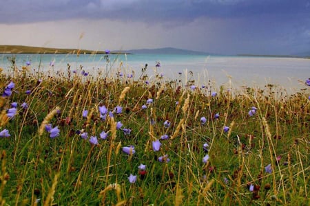 Highland Summer - beach, highlands, flowers, scotland, grass