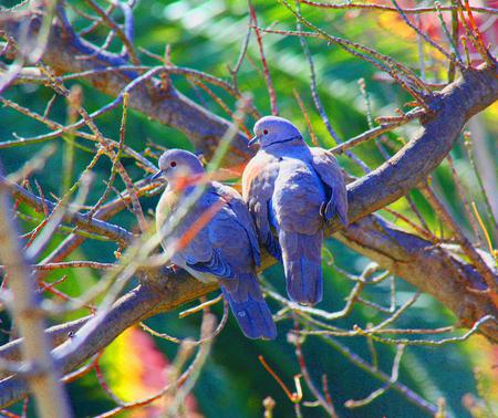 Doves - birds, animal, tree, doves