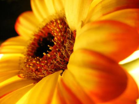 Flower - flower, petals, orange, yellow, nature