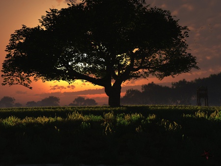 Glowing sky - nature, sky, landscape, tree, sunset