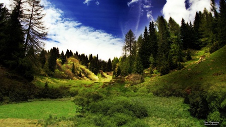 New beginnimg - field, tree, nature, grass