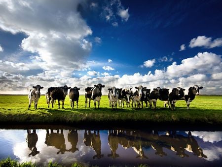 Cows - cow, animal, water, nature, sky