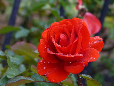 Rose - nature, rose, flower, red