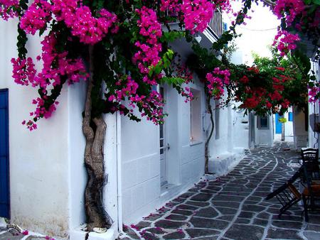 Spanish roses - rose vines, walkway, pink and red, white houses, spain