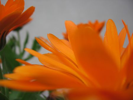 naranja.JPG - orange, ubuntu, linux, flower