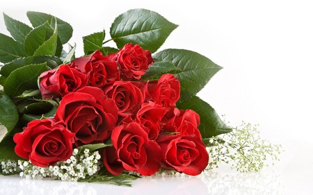 Red rose - white, red, bouquet, rose, flower