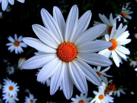 Margaritas - nature, margarita, daisy, flower