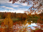 Autumn in the forest