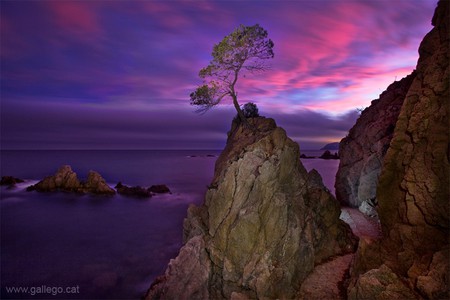 Tree on Rock - picture, tree on rock, sunset, beautiful